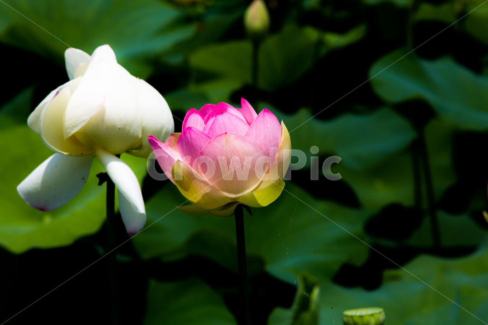 연꽃,연잎,문양,무늬,감성,식물,자연,plants,nature,꽃,flower