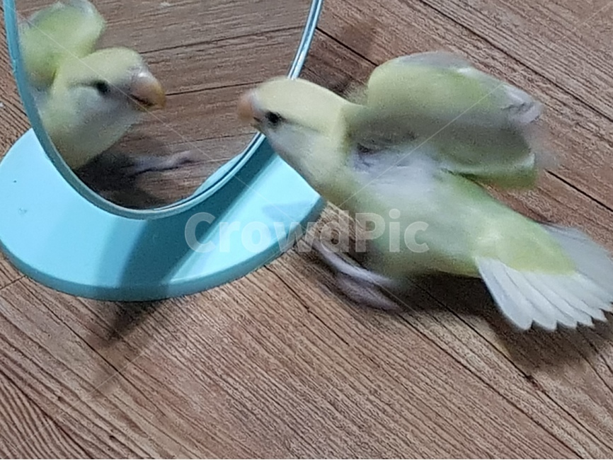 동물,새,앵무새,거울앞,자연,동물,animal,조류,새,birds