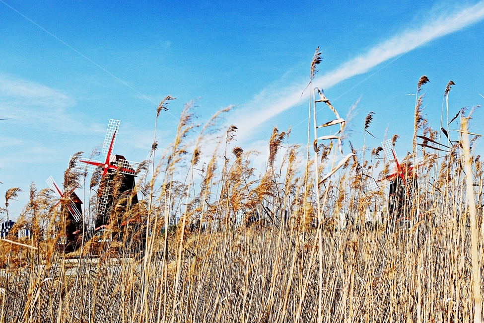 풍차,갈대,식물,자연,생태공원,풍경,배경,가을,계절,fall,autumn,season,자연,풍경,nature,landscape,grass,잔디,plant,lawn,reed