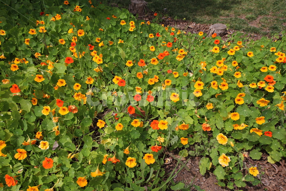 봄,꽃,정원,spring,노란꽃,식물,식물,자연,plants,nature,꽃,flower