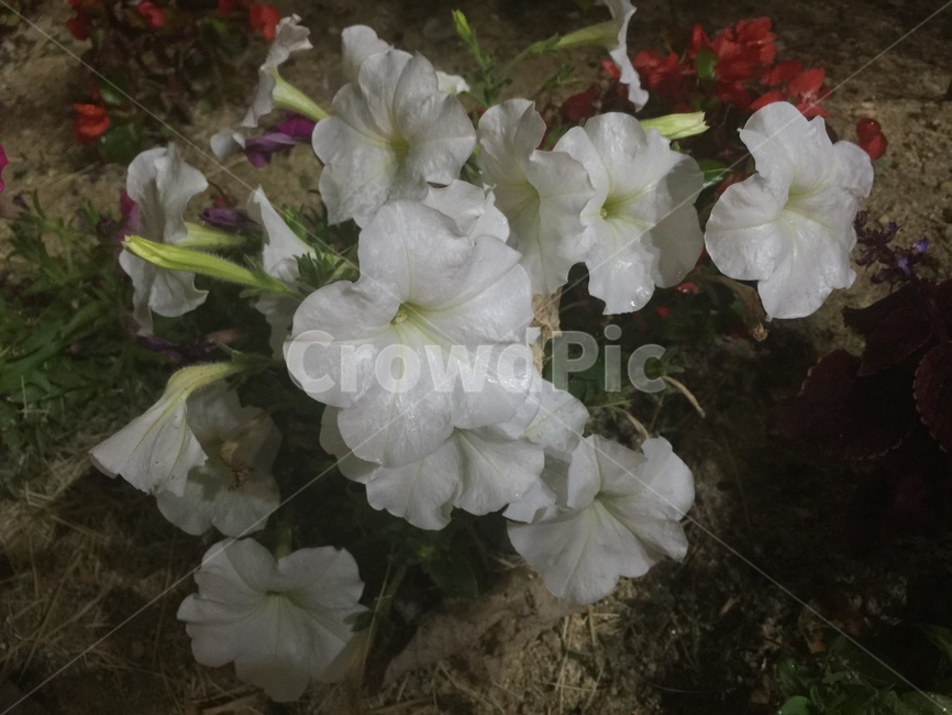 페튜니아,가지과,흰꽃,하얀색,꽃,관상용,한해살이,이슬,젖은,식물,자연,plants,nature,꽃,flower