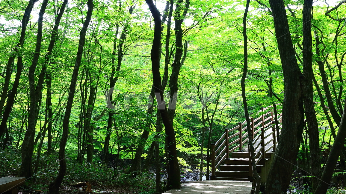 제주,제주도,사려니숲,산책로,나무,힐링,피톤치드,맑음,시원함,깨끗함,공기,길,산책길,자연,풍경,빛,nature,landscape,휴식,rest,relaxation,healing,plant,식물,tree,관광지,관광,명소,맑은공기,맑은,초록색,초록,울창한,울창한숲,숲길,자연,풍경,nature,landscape,outdoors,옥외,garden,정원,arbour,정자