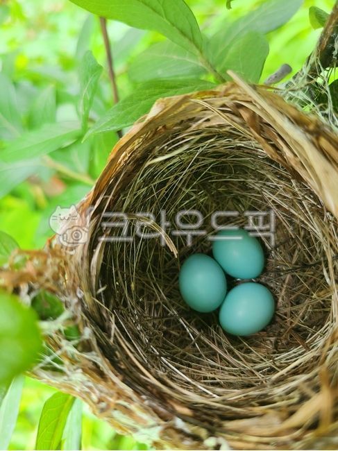 새알, 둥지, 새, 알, 자연물, 사진,이미지,일러스트,캘리그라피 - piece작가