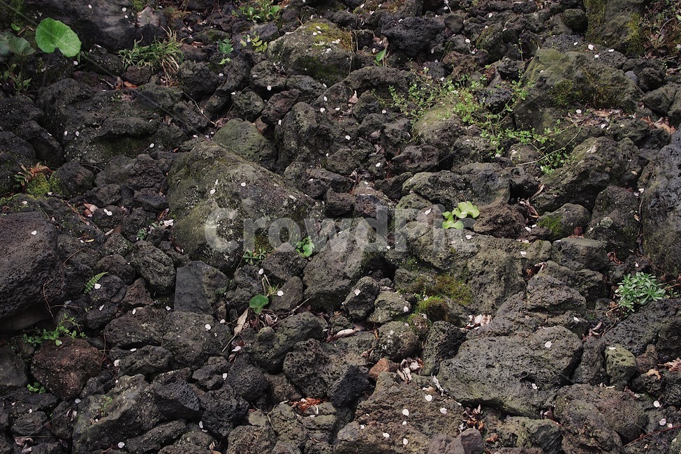 자연,풍경,돌,벚꽃,꽃잎,바위,감성,자연,풍경,nature,landscape,rock,록,ground,바닥