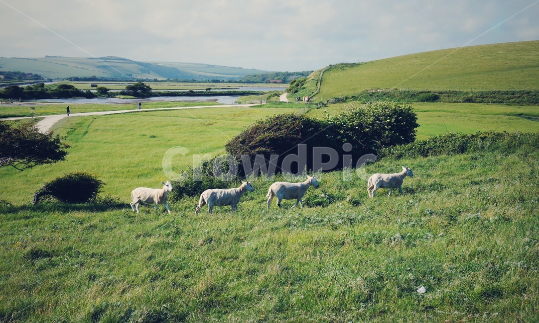 양,양떼,들판,자연,풍경,밭,동물,sheep,animal,green,field,view,동물,animal,포유류,mammal