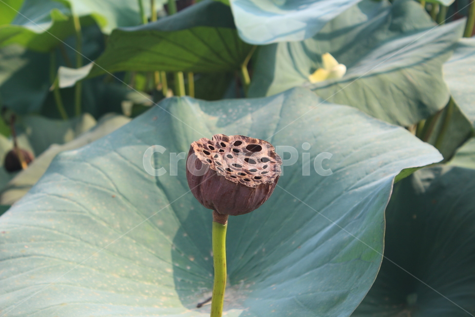 plant,식물,연잎,flower,연꽃