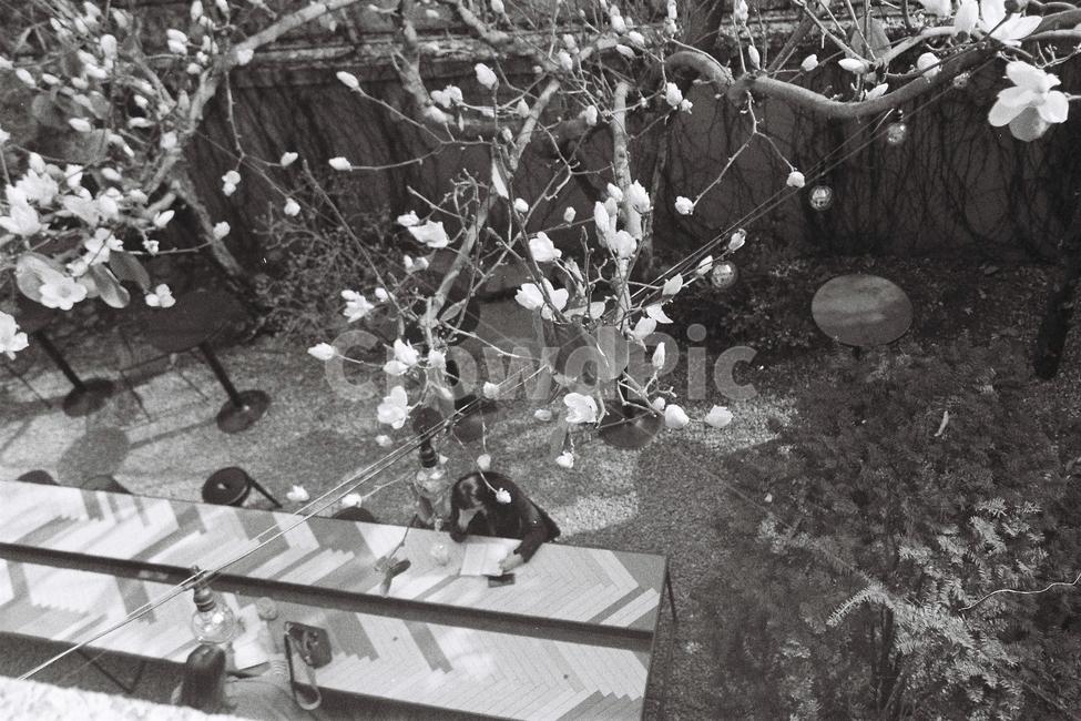 카페,cafe,미술관옆집,꽃,봄,필름,필름사진,흑백,film,흑백사진,봄,계절,spring,season,식물,자연,plants,nature,꽃,flower,흑백,모노톤,monochrome,black and white
