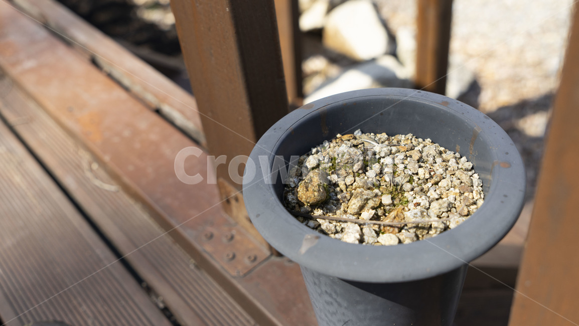 plant,식물,화분,pollen,나무,wood,gravel,자갈