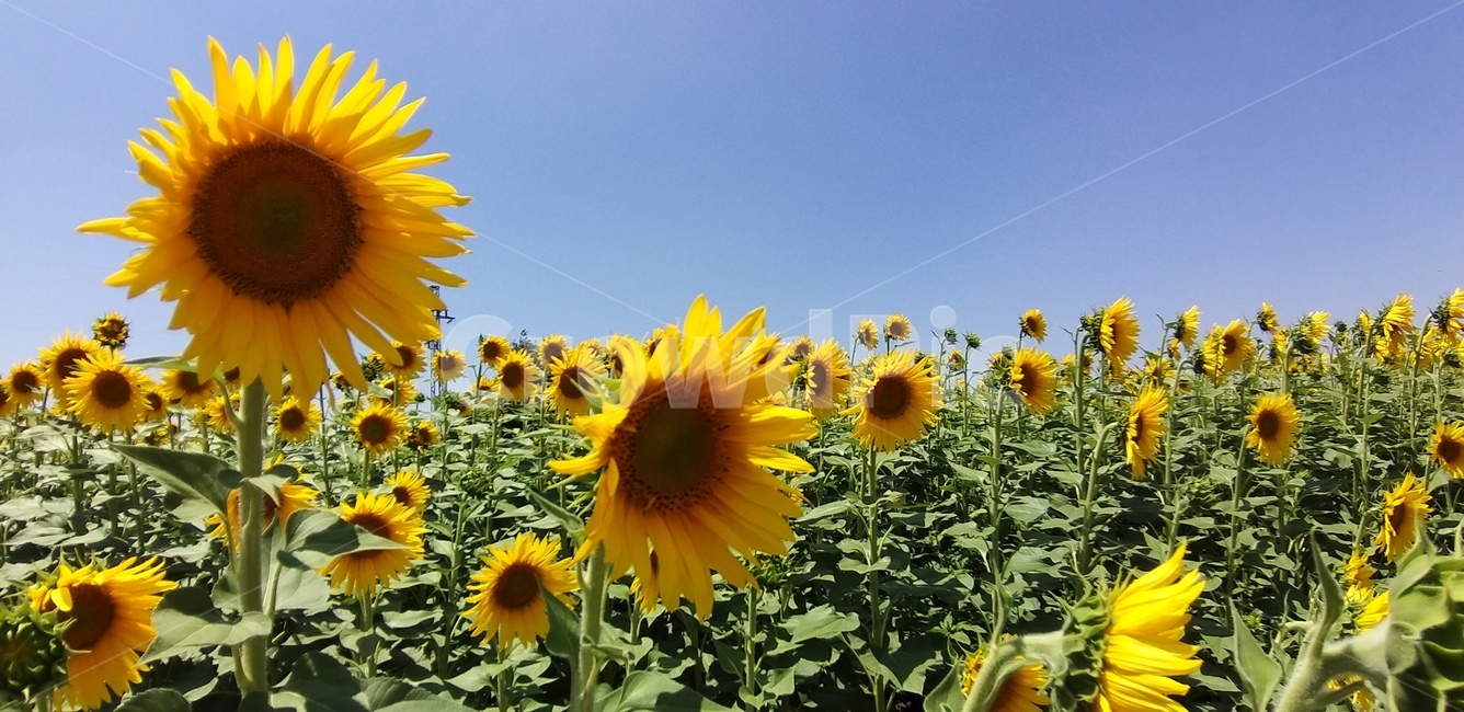 plant,식물,blossom,flower,꽃,해바라기,sunflower,식물,자연,plants,nature,꽃,flower