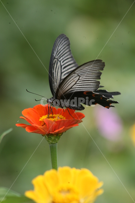 pink zinnia,nature,butterfly,yellow zinnia,affix,swallowtail butterfly,zinnia,wild,flower
