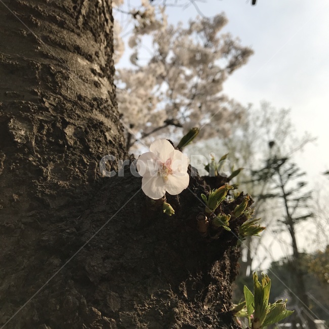 봄,벚꽃,나무,꽃잎,plant,tree