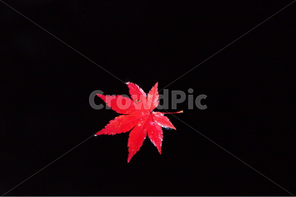 단풍,잎,가을,화사,나무,빛,가을,계절,fall,autumn,season,식물,자연,plants,nature,leaf,plant,tree