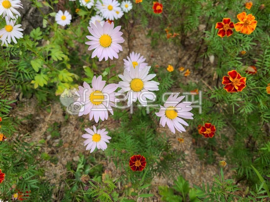 nature,plant,wild flowers,Cosmos,flower