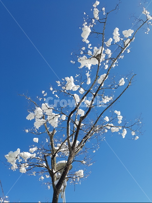 꽃,flower,눈,눈꽃,겨울