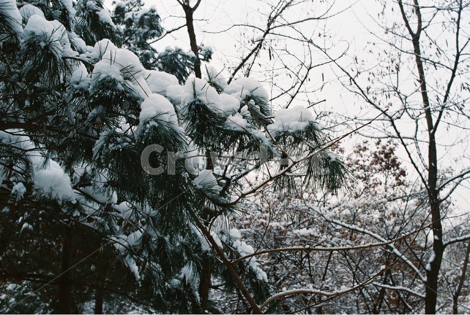나무,자연,눈,겨울,tree,nature,snow,snowy,winter,산,forest,초목