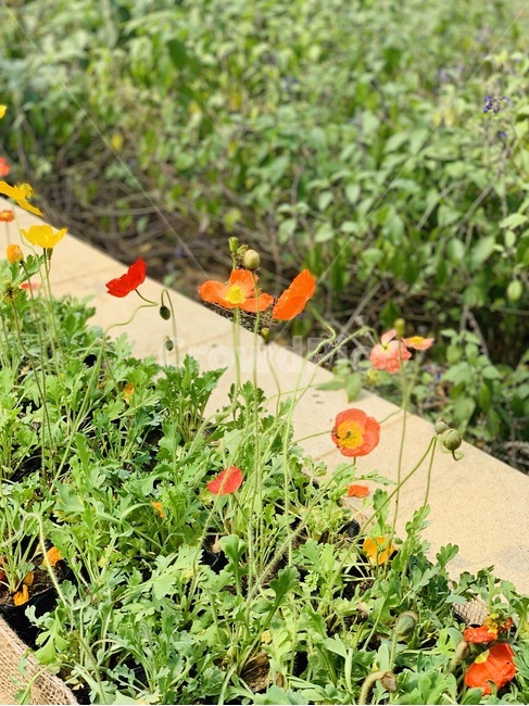 봄,꽃,풍경,식물,flower,식물,자연,plants,nature,꽃,flower