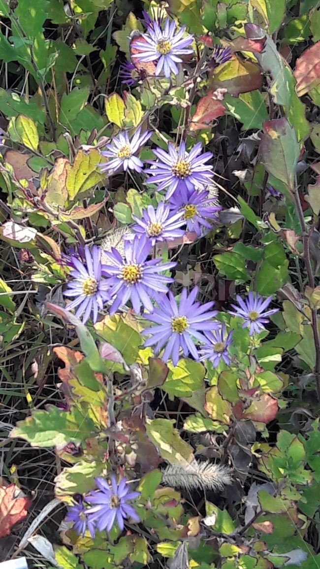 꽃,늦쑥부쟁이,늦가을,보라색,수목원,식물,자연,plants,nature,꽃,flower