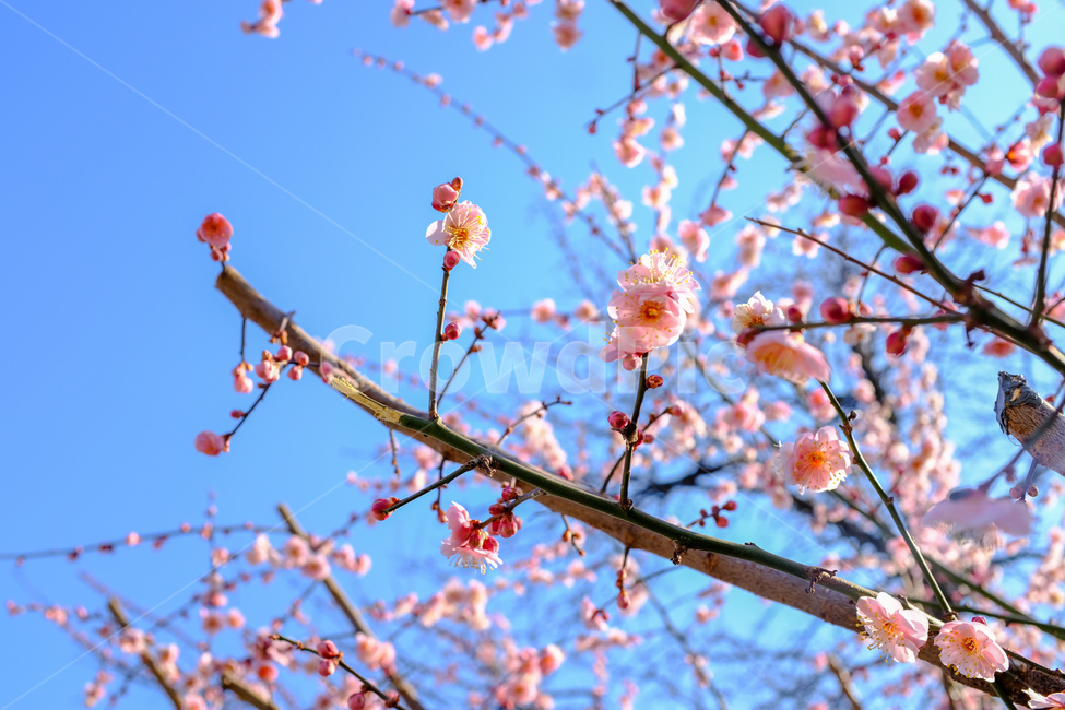 홍매화,매화,매화나무,봄,un공원,봄,계절,spring,season,식물,자연,plants,nature,꽃,flower,plant,blossom