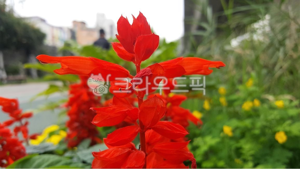 셀비어,사루비아,빨간꽃,식물,plant