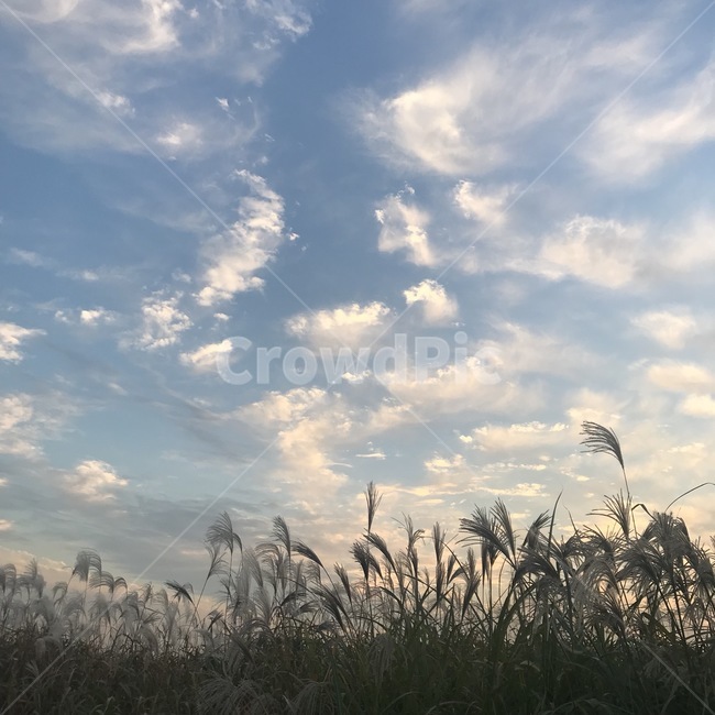 억새,식물,풀,하늘,구름,노을,plant,sky,blue,white,green,sunset