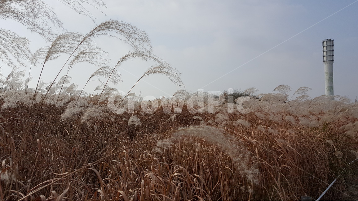 가을,억새풀,바람,자연,풍경,가을,계절,fall,autumn,season,자연,풍경,nature,landscape,grass,잔디,plant,식물,lawn,reed,갈대