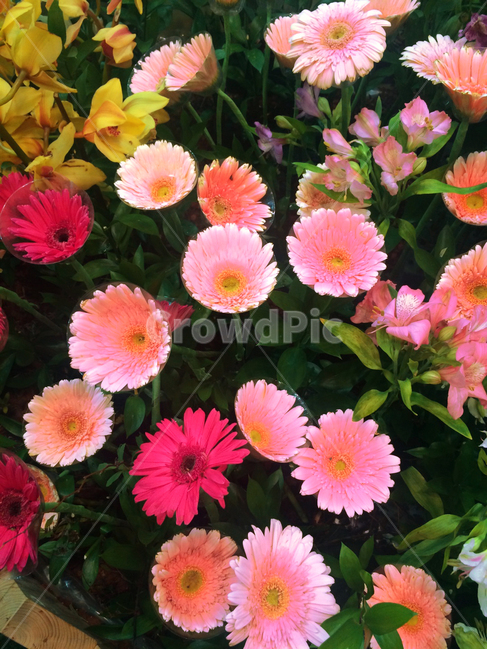 꽃,flower,blossom,식물,plant,노랑,옐로우,그린,녹색,초록색,봄,계절,yellow,green,spring,season,감성,색깔,색감,emotion,sensible,color,핑크,pink