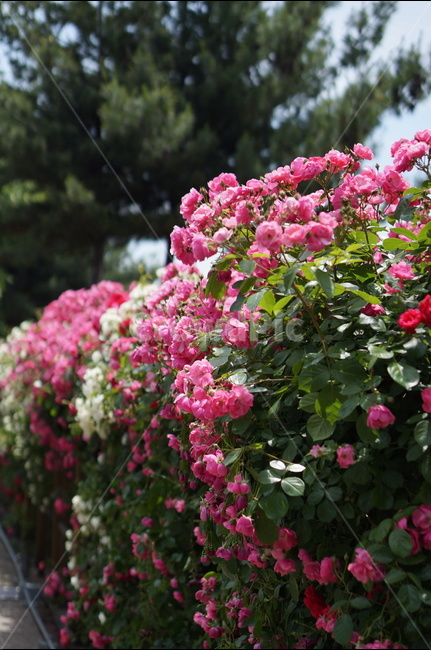 장미꽃,장미,핑크,풍경,5월,맑음,빛,식물,자연,plants,nature,꽃,flower