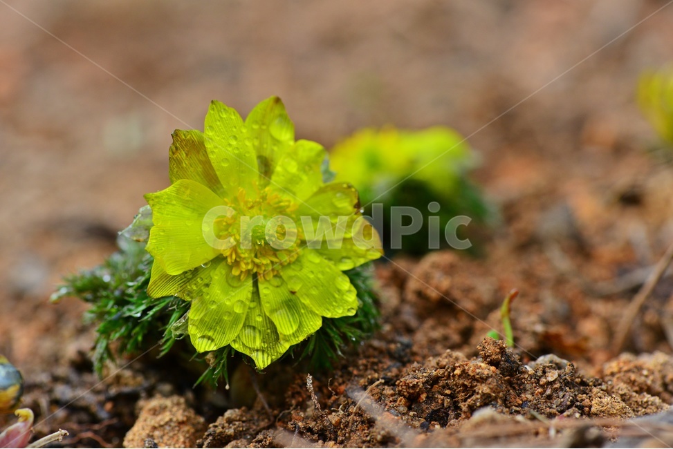 plant,식물,복수초,봄꽃,꽃,복수초꽃,식물,자연,plants,nature