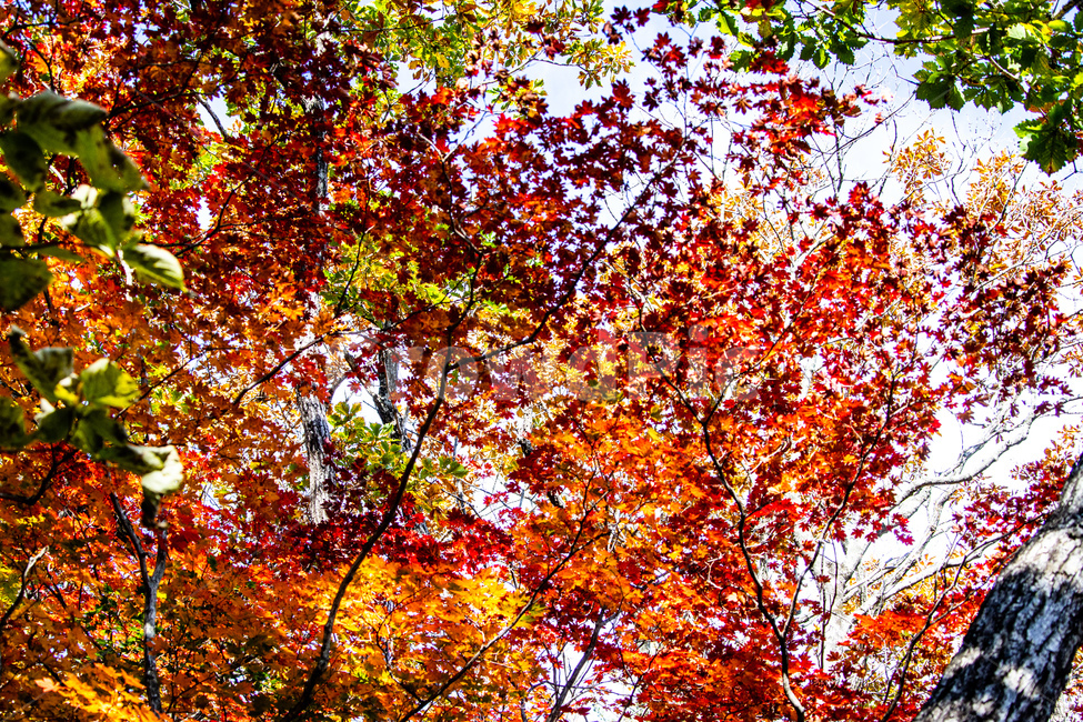 가을,산,단풍,나무,붉은색,설악산단풍,가을,계절,fall,autumn,season,leaf,잎,plant,식물,tree,maple
