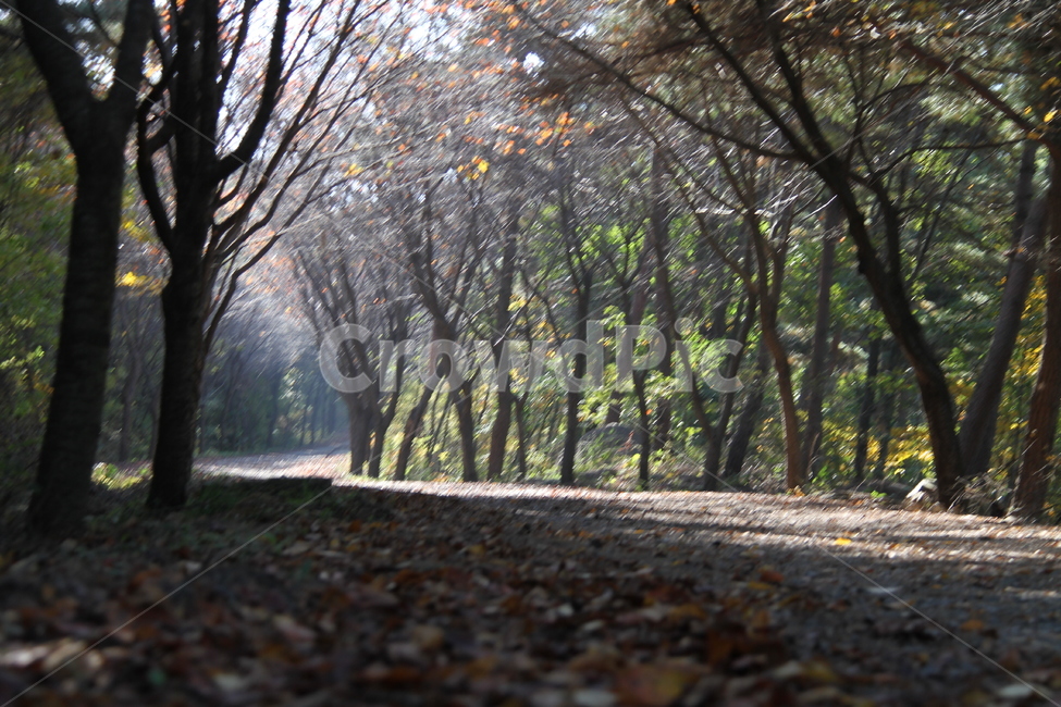 바닥,식물,나무,가을,낙엽,산