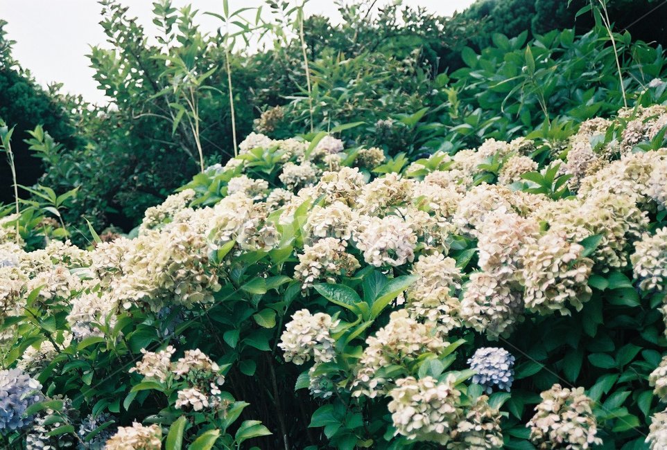 일본,요코하마,수국,꽃밭,숲,필름,필름카메라,감성,식물,자연,plants,nature,꽃,flower