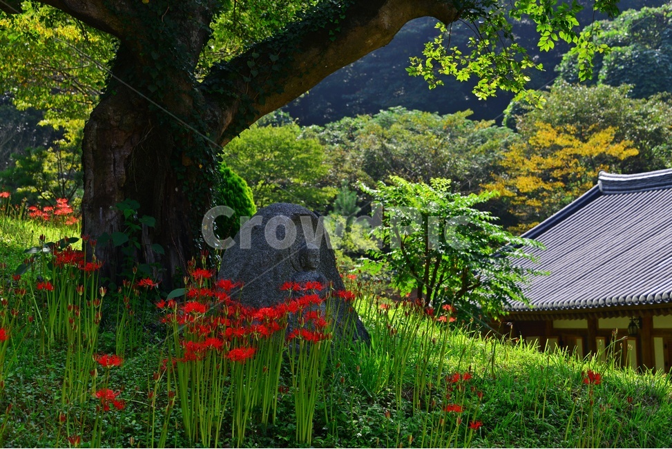 nature,자연,outdoors,옥외,plant,식물,함평,용천사,사찰,절,불교,상사화,꽃무릇,꽃무릇축제,불상,석상
