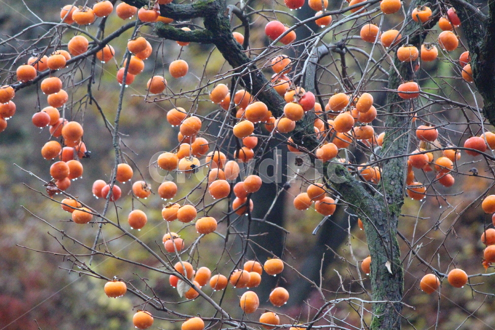 영월,가을,비,감,나무,식물,자연,plants,nature,나무,trees,wood,과일,열매,fruit