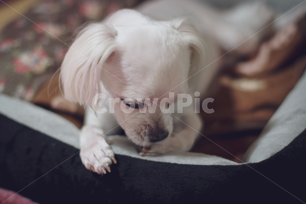 강아지,애완견,집,편안함,그루밍,말티즈,동물,개,애완동물,반려동물,동물,animal,포유류,mammal,개,강아지,dog,doggy