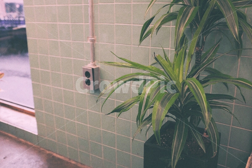 감성사진,카페,식물,인테리어,필름,실내,emotion,cafe,plant,interior,film,indoor,식물,자연,plants,nature,실내용화초,화분,화초,house plant,감성,sensible,feeling,인테리어,실내디자인,interior design