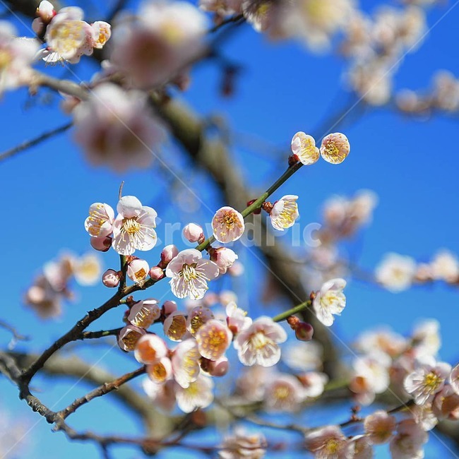 봄,봄꽃,매화,광양매화축제,예쁜매화사진,봄,계절,spring,season,식물,자연,plants,nature,꽃,flower,plant