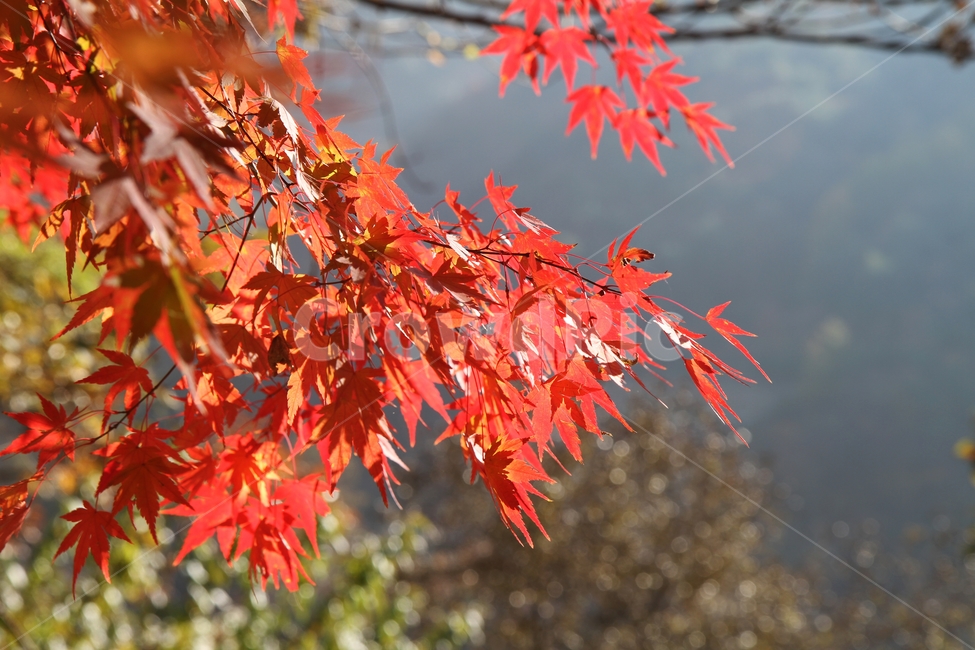 가을풍경,가을,단풍나무,단풍잎,감성사진,가을,계절,fall,autumn,season,식물,자연,plants,nature,leaf,잎,plant,tree,나무,maple,단풍
