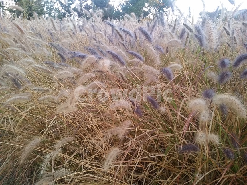 plant,식물,강아지풀,자연,가을,가을,계절,fall,autumn,season,식물,자연,plants,nature
