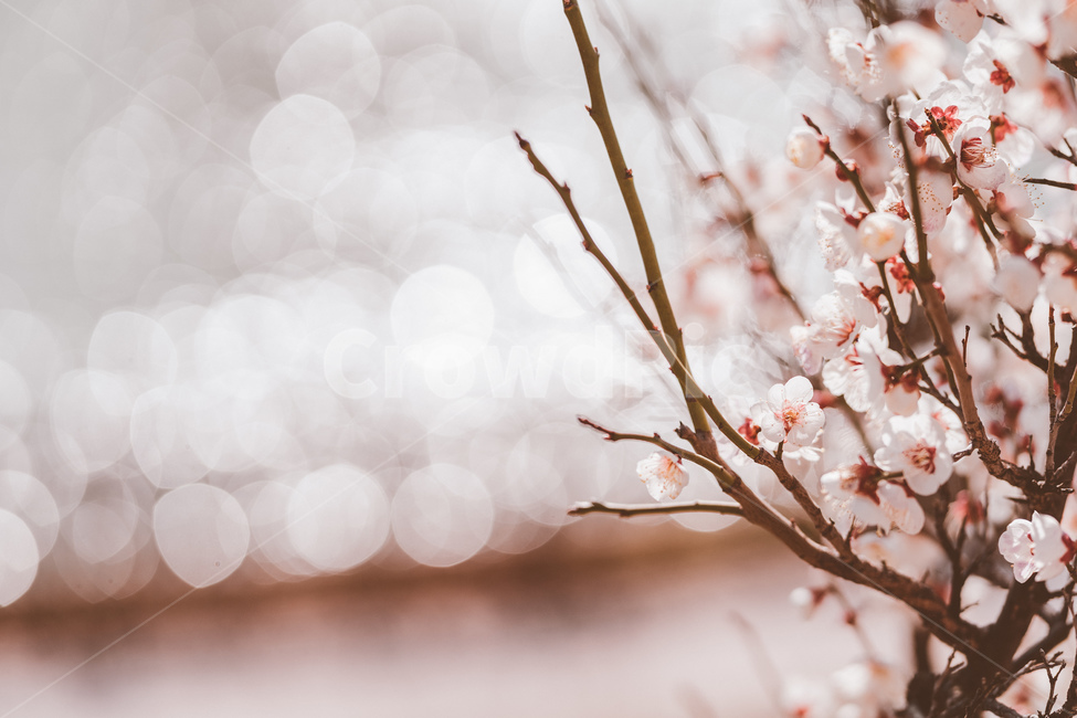 매화,봄,봄꽃,꽃,매화꽃,봄,계절,spring,season,식물,자연,plants,nature,꽃,flower,plant