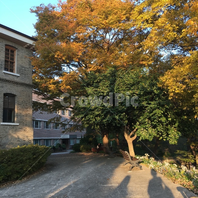 나무,학교,해질녘,가을,감성,가을,계절,fall,autumn,season,tree,plant,식물,tree trunk,나무 줄기