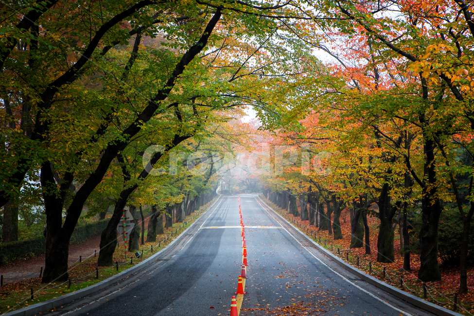 단풍숲,가을,11월,알록달록,나무,도로,asphalt,road,가을,계절,fall,autumn,season,자연,풍경,nature,landscape,아스팔트