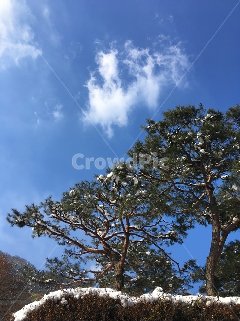 겨울,하늘,소나무,눈,눈온뒤,추움,푸르름