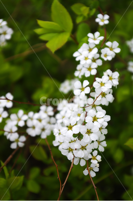 조팝꽃,꽃,flower,계절,봄,spring,식물,plant,자연,nature,봄,계절,spring,season,식물,자연,plants,nature,꽃,flower,geranium,제라늄,blossom