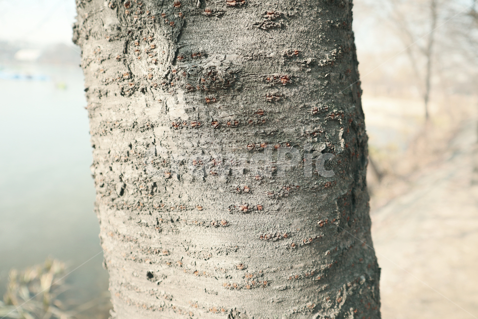 질감,나무,tree,나무줄기,plant,식물,나무,trees,wood