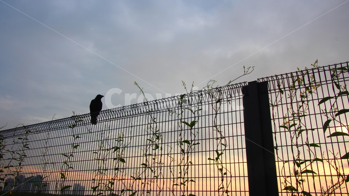 철조망,바다,낙조,노을,sunset,sea,ocean,coast,fence,새,bird
