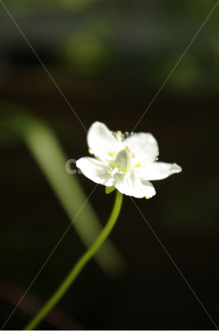 꽃,식물,flower,plant,color,식물,자연,plants,nature,꽃,flower