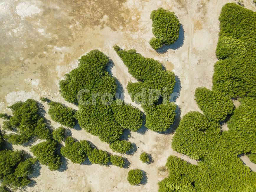 반타얀,자연,휴양,바다,오션뷰,섬,드론뷰,세부,휴가,여름,휴양지,bantayan,nature,vacation,sea,ocean,oceanview,island,drone,droneview,cebu,summer,맹그로브나무,맹그로브숲,mangrovetree,mangroveforest,자연,풍경,nature,landscape,plant,식물,algae,조류,moss,이끼