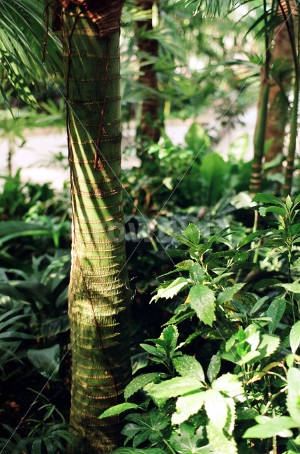 식물원,동물원,식물,나뭇잎,야자수,대공원,초록,필름,식물,자연,plants,nature,나무,trees,wood,휴식,힐링,rest,relaxation,healing