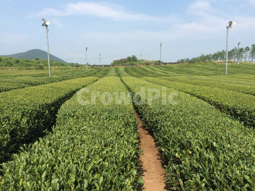 밭,녹차밭,자연,초록색,야외,제주도,농업,농사,agriculture,farming,farming industry