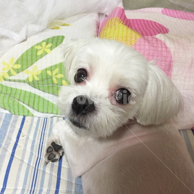 강아지,말티즈,반려동물,애완견,동물